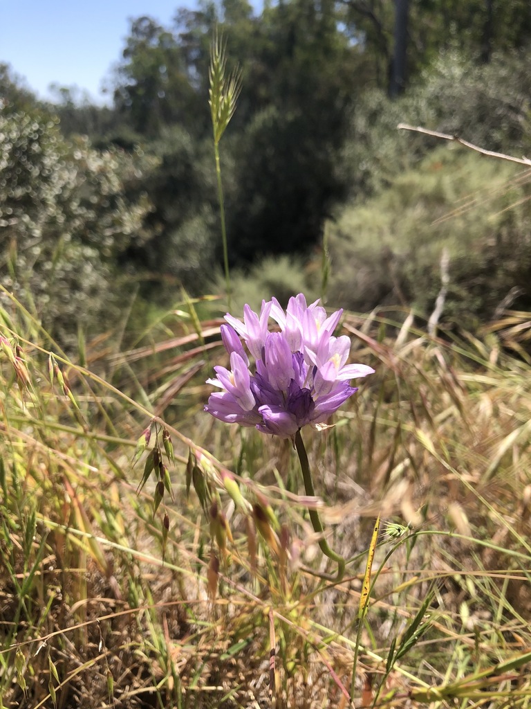the unfortunately named blue dicks