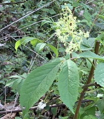 Sambucus racemosa