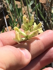 Oxytropis campestris