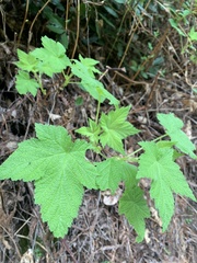 Rubus parviflorus
