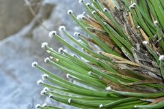 Agave albopilosa