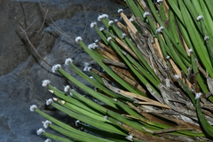 Agave albopilosa