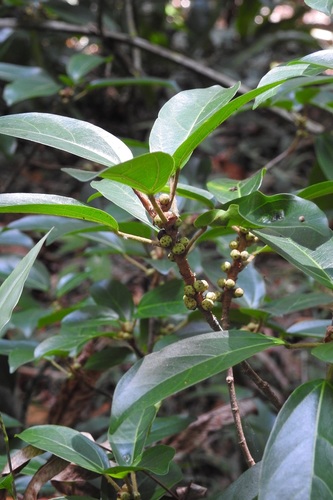 Ficus colubrinae (Ficus colubrinae)