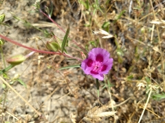 Clarkia speciosa