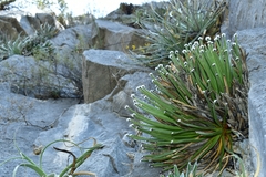 Agave albopilosa