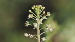 Lepidium virginicum menziesii