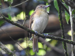 Attila spadiceus