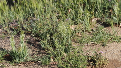 Lepidium virginicum menziesii