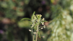 Lepidium virginicum menziesii