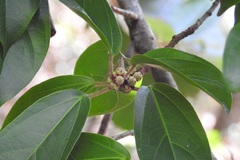 Ficus colubrinae