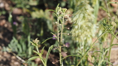 Lepidium virginicum menziesii