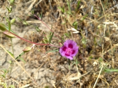 Clarkia speciosa