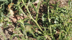 Lepidium virginicum menziesii