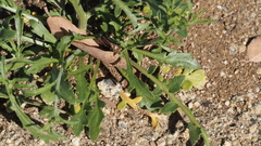 Lepidium virginicum menziesii