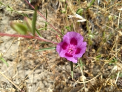 Clarkia speciosa