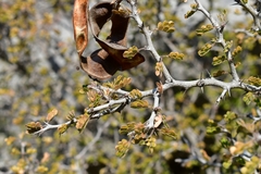 Painteria elachistophylla