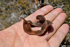 Painteria elachistophylla