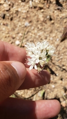 Allium marvinii
