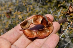 Painteria elachistophylla