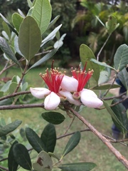 Feijoa