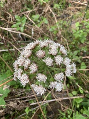 Petasites frigidus palmatus