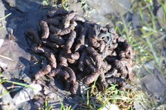 Canachites canadensis