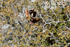 Painteria elachistophylla