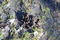 Canachites canadensis