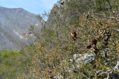 Painteria elachistophylla