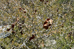 Painteria elachistophylla