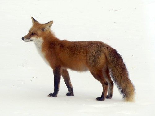 Red Fox photographed in Wisconsin