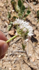 Allium marvinii
