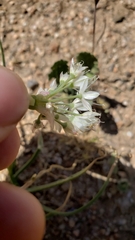 Allium marvinii