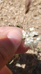 Allium marvinii