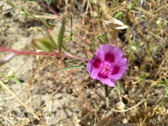 Clarkia speciosa