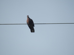 Patagioenas cayennensis