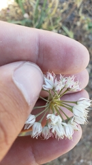 Allium marvinii