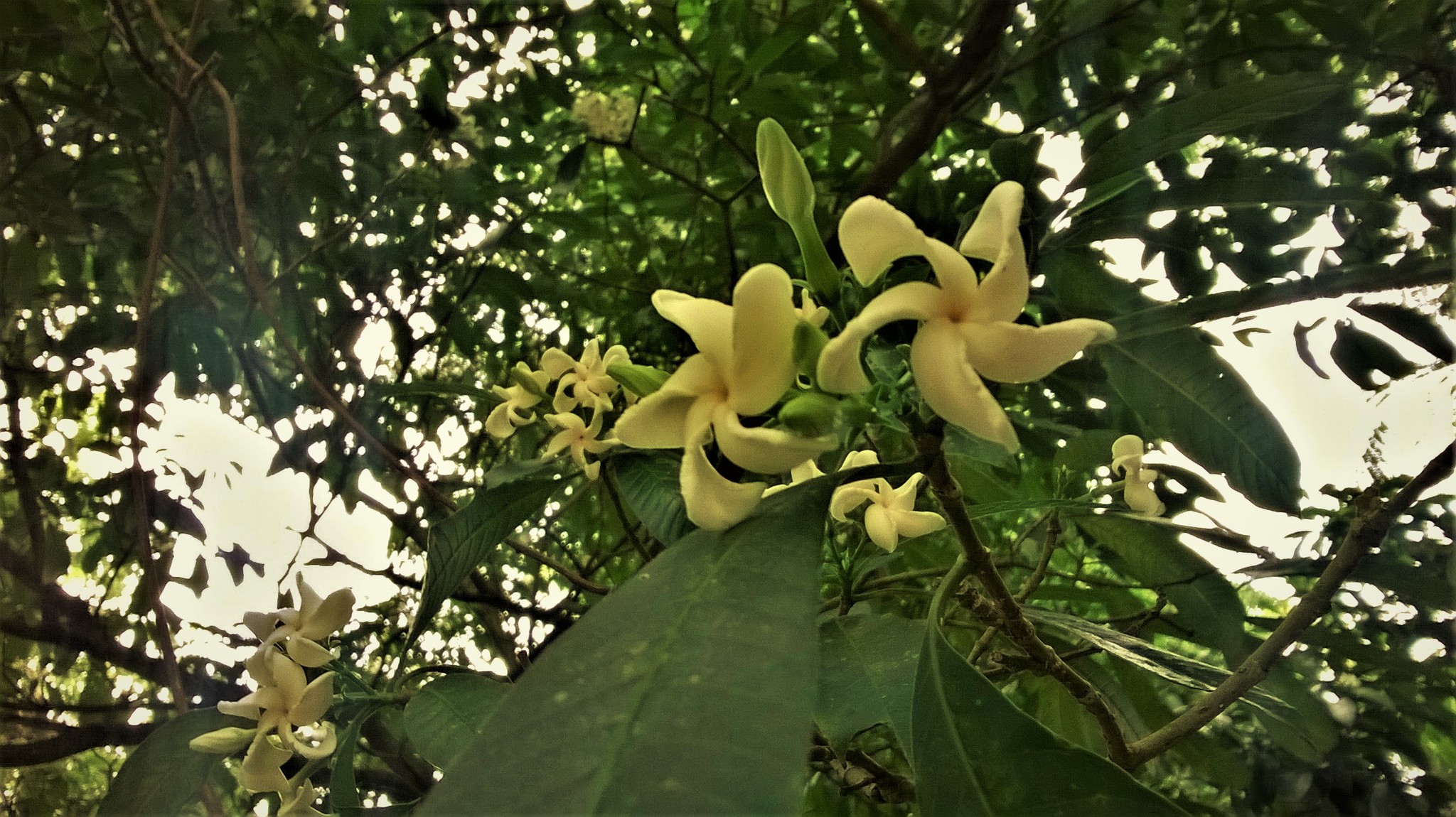 Tabernaemontana catharinensis