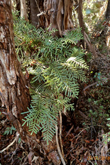 Libocedrus