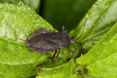 Anasa apicalis