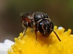 Hylaeus graenicheri