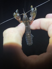 Euastacus urospinosus