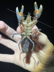 Euastacus urospinosus
