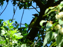 Pitangus sulphuratus