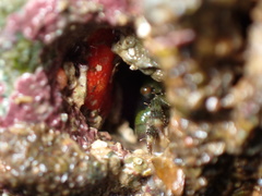 Lissothuria nutriens