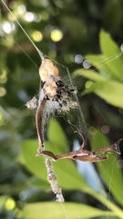 Araneae
