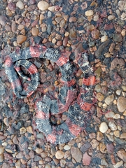 Micrurus altirostris