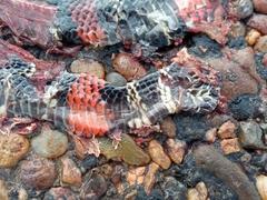 Micrurus altirostris