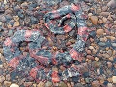 Micrurus altirostris