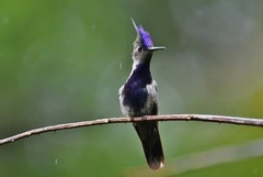 Stephanoxis loddigesii